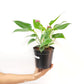 Anthurium Mini Purple - FF