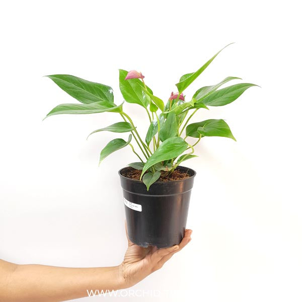 Anthurium Mini Purple - FF