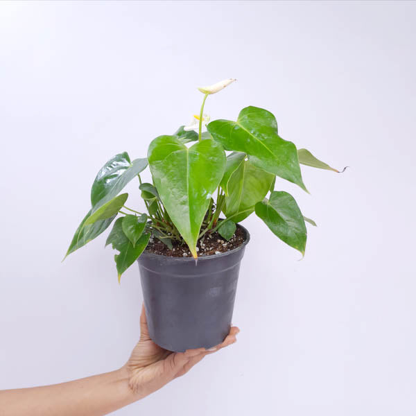 Anthurium White - FF