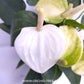 Anthurium White - FF