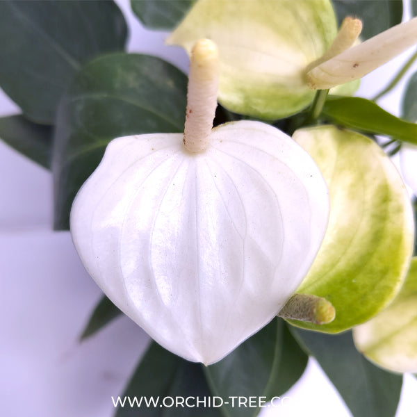 white anthurium price Anthurium White