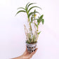 Dendrobium Yaya Compactum (Miniature) Orchid Plants - BS