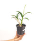 Dendrobium Yaya Compactum (Miniature) Orchid Plants - BS