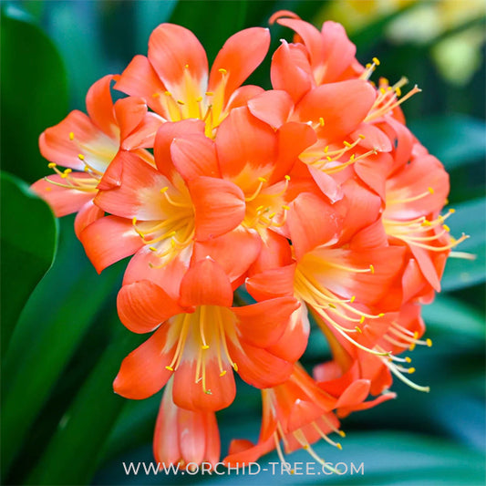 Clivia Miniata Orange (Bush Lily)- FF