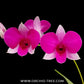 Dendrobium Miniature Pink Orchid Plant - FF
