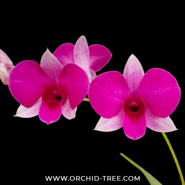 Dendrobium Miniature Pink Orchid Plant - FF