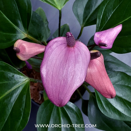 Anthurium Mini Purple- FF