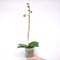 Phalaenopsis Minsk Orchid Plant - FF