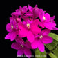 Epidendrum Miracle Valley 'Nadeshiko' Orchid Plant - FF