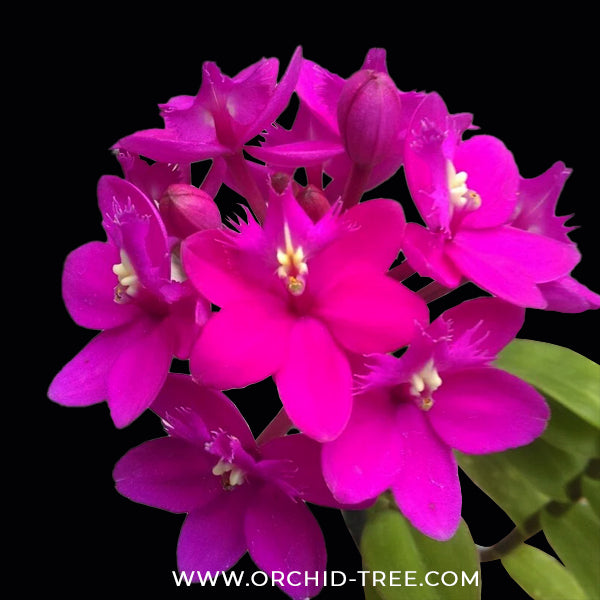 Epidendrum Miracle Valley 'Nadeshiko' Orchid Plant - FF