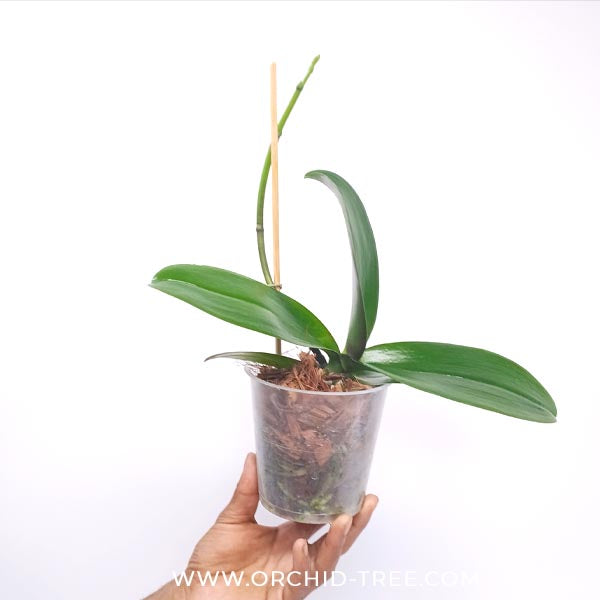 Phalaenopsis Miraflore Orchid Plant - FF