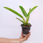 Cattleya Mishima Elf Orchid Plant -BS