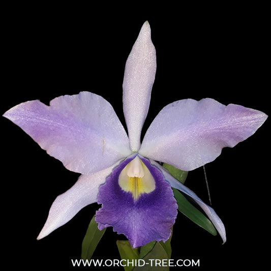 Cattleya Mishima Elf Orchid Plant -BS