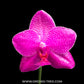 Phalaenopsis Mituo Sun x Lyndon Coral Grosbeak - FF
