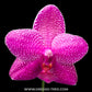 Phalaenopsis Mituo Sun x Lyndon Coral Grosbeak - FF
