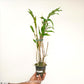 Dendrobium miyakei sp. Orchid Plant - BS
