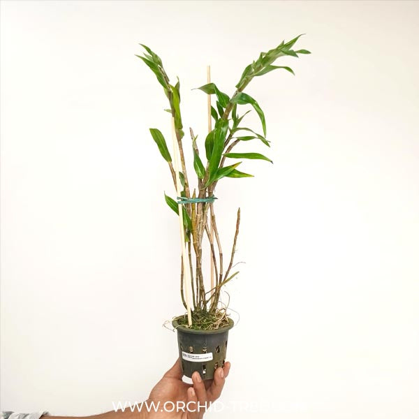 Dendrobium miyakei sp. Orchid Plant - BS