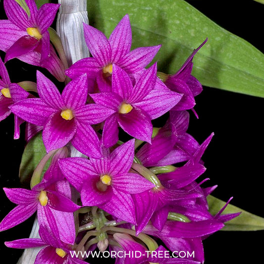 Dendrobium miyakei sp. Orchid Plant - BS