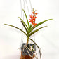 Vanda (Ren.) monachica x Asc. Curvifolium - FF