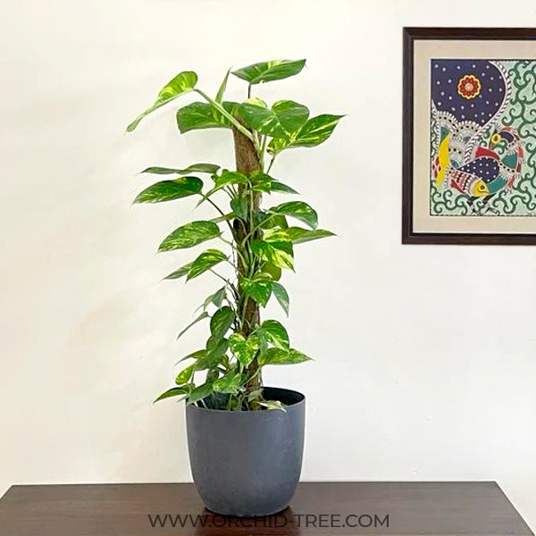 Money Plant | Golden Pothos - Big Plant