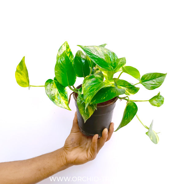 Money Plant Green