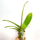 Phalaenopsis Mongo Diamond - BS