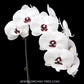 Phalaenopsis Mongo Diamond Orchid Plant - FF