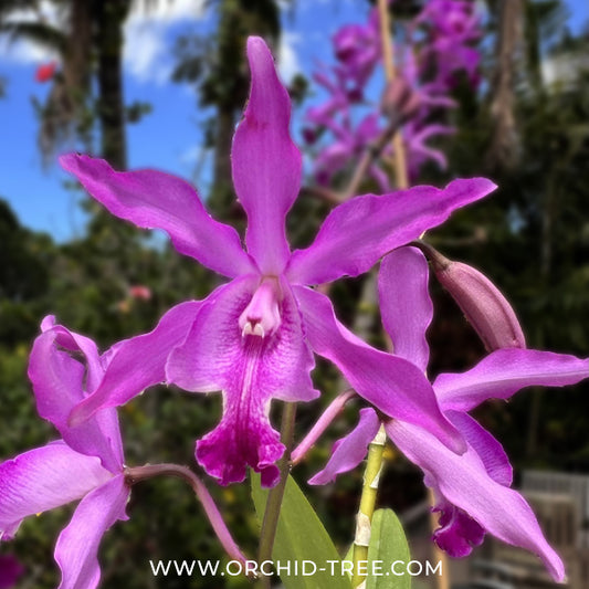 Myrmecocattleya Monte Bello Orchid Plant - BS