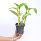 Cattleya Monte Elegante Orchid Plant - FF