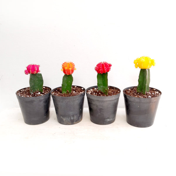Moon Cactus | Four Colours