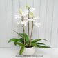 Spring Blossom Phalaenopsis Orchid Display Gift