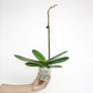 Phalaenopsis Moon Island Orchid Plant -FF