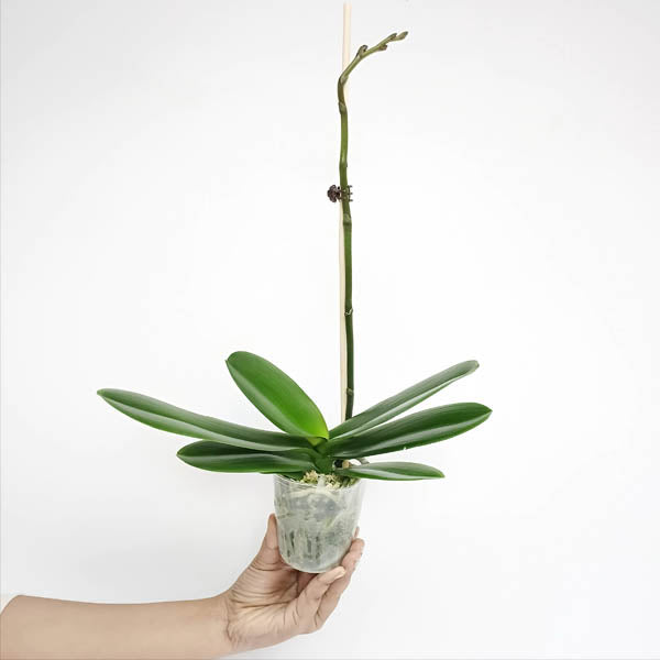 Phalaenopsis Moon Island Orchid Plant -FF
