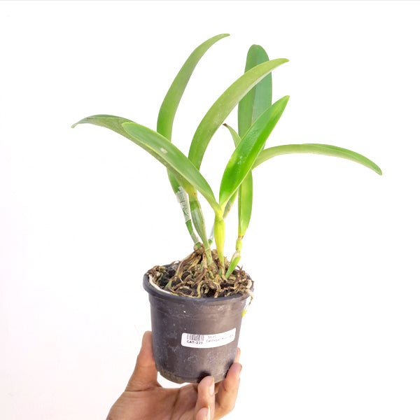 Cattleya Moonlight Orchid Plant - BS
