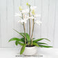 Spring Blossom Phalaenopsis Orchid Display Gift