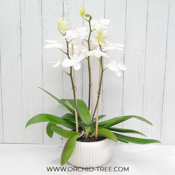 Spring Blossom Phalaenopsis Orchid Display Gift