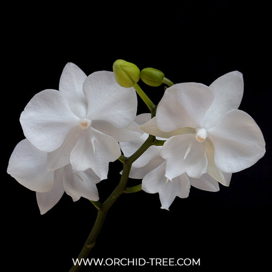 Phalaenopsis Moonlight Orchid Plant - FF