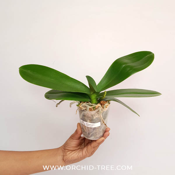 Phalaenopsis Moonlight Orchid Plant - FF