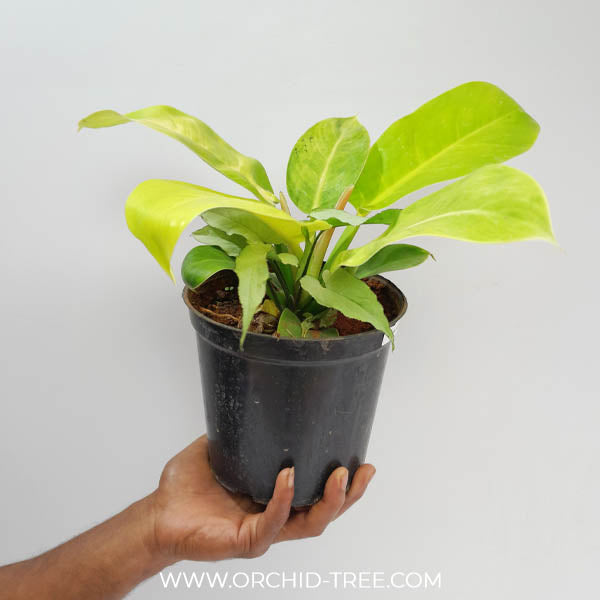 Philodendron Moonshine