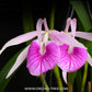 Cattleya Morning Glory 'Valentine Kiss' - BS