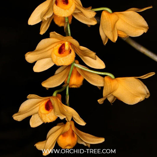 Dendrobium moschatum sp. Orchid Plant - BS