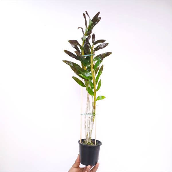 Dendrobium moschatum sp. Orchid Plant - BS