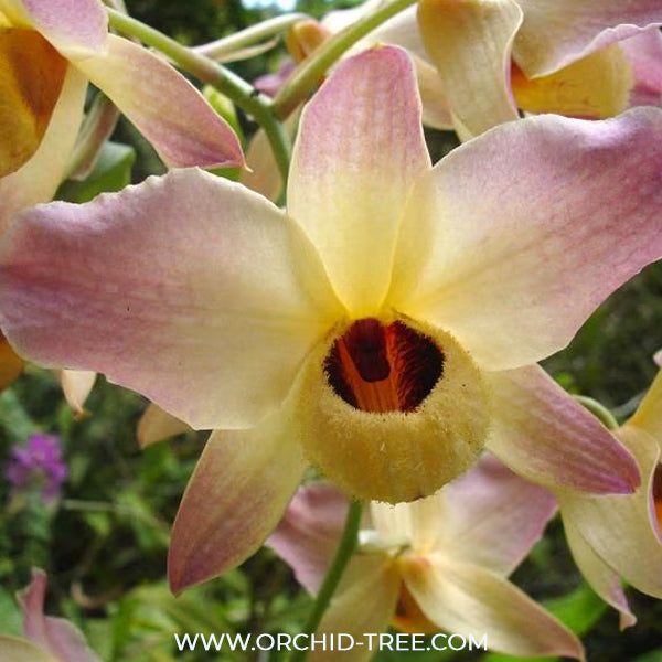 Dendrobium moschatum sp. Orchid Plant - FF