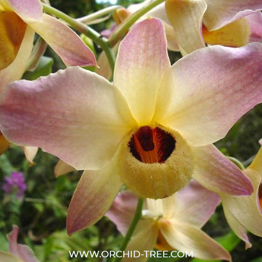 Dendrobium moschatum sp. Orchid Plant - BS