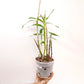 Dendrobium moschatum sp. Orchid Plant - FF