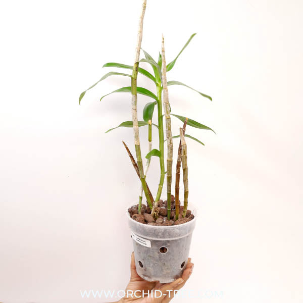 Dendrobium moschatum sp. Orchid Plant - FF