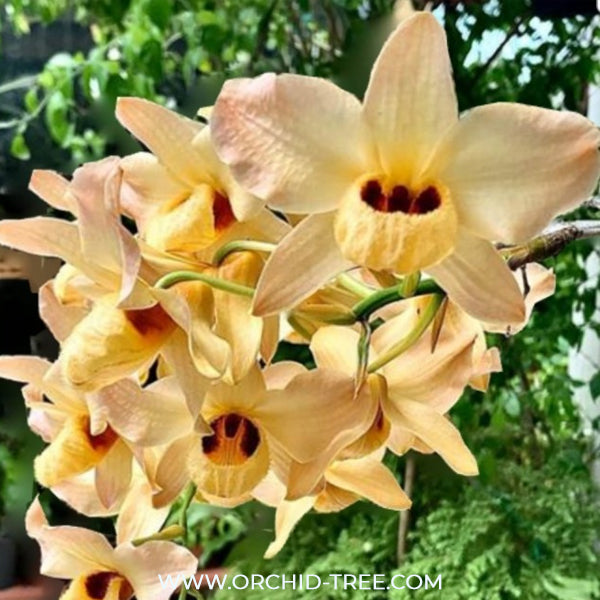 Dendrobium moschatum sp. Orchid Plant - FF
