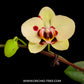 Phalaenopsis Mothers Finest - BS