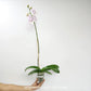 Phalaenopsis Fuller's Mulberry Orchid Plant - FF