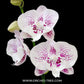 Phalaenopsis Fuller's Mulberry Orchid Plant - FF
